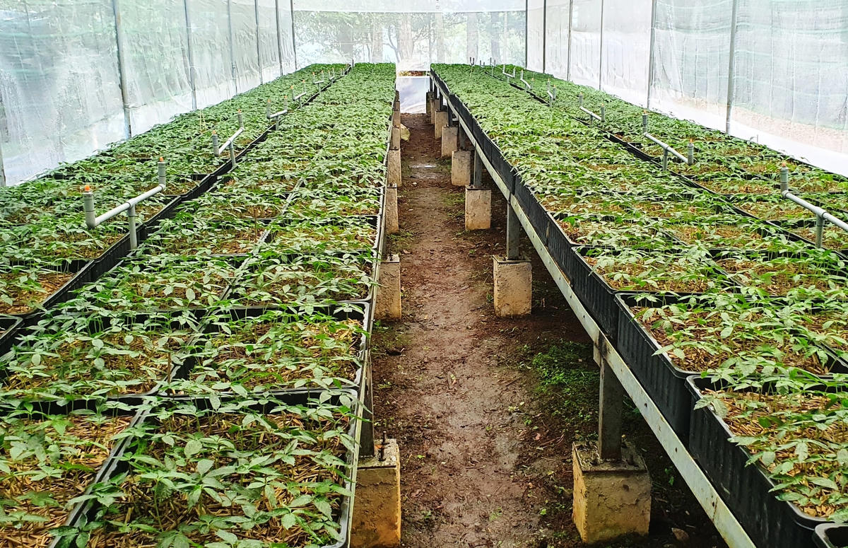 Sâm Ngọc Linh giống được nuôi trồng ở huyện Nam Trà My.