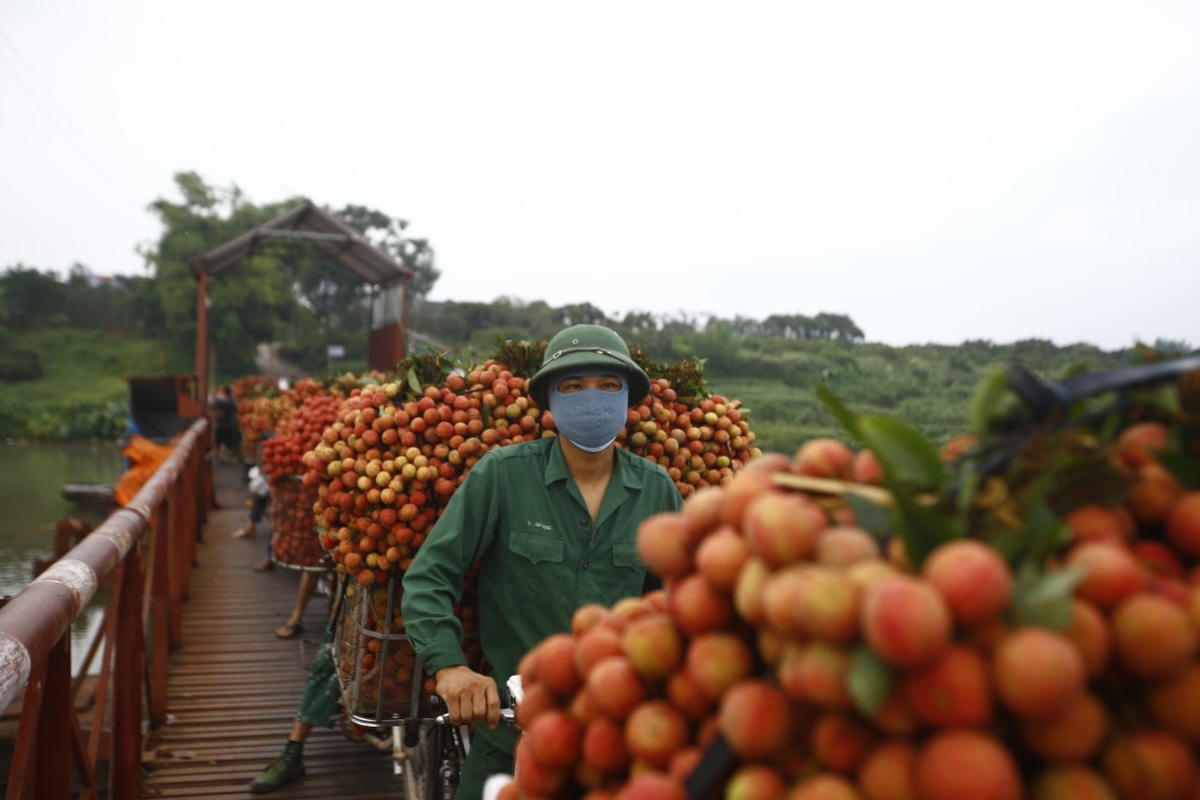 Vải thiều Bắc Giang được tiêu thụ số lượng lớn trong thời điểm dịch bệnh Covid-19 diễn biến phức tạp. Ảnh: Quang Vinh.