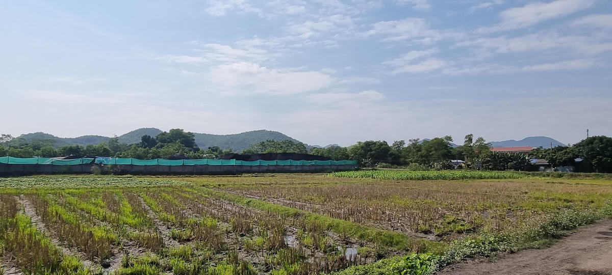 Bãi tập kết tro xỉ của Nhà máy Nhiệt điện An Khánh nằm ngay giữa cánh đồng. Ảnh: Nam Anh. 
