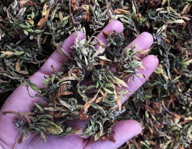 Hoa sau khi sấy khô có giá từ 400.000 - 800.000 đồng/kg.