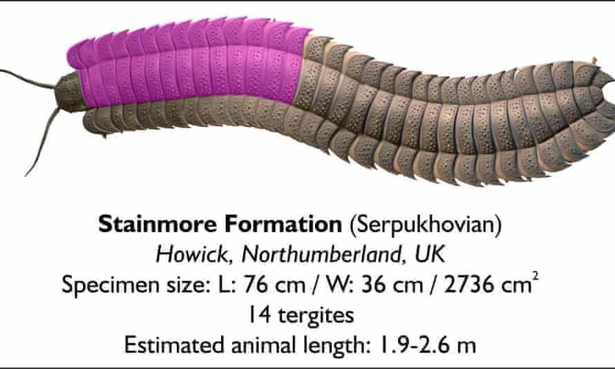 Hình minh họa do Đại học Cambridge cung cấp về loài cuốn chiếu cổ đại Arthropleura. Ảnh The Guardian.