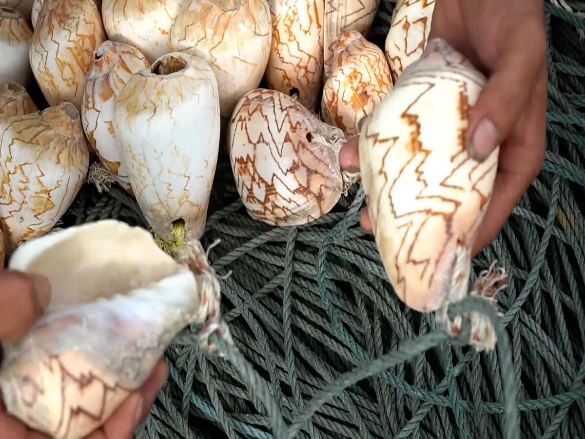 Dây vỏ ốc đặt bẫy mực đầu tư hàng trăm triệu đồng bị mất trộm khiến nhiều ngư dân lâm cảnh khốn khó, trắng tay.