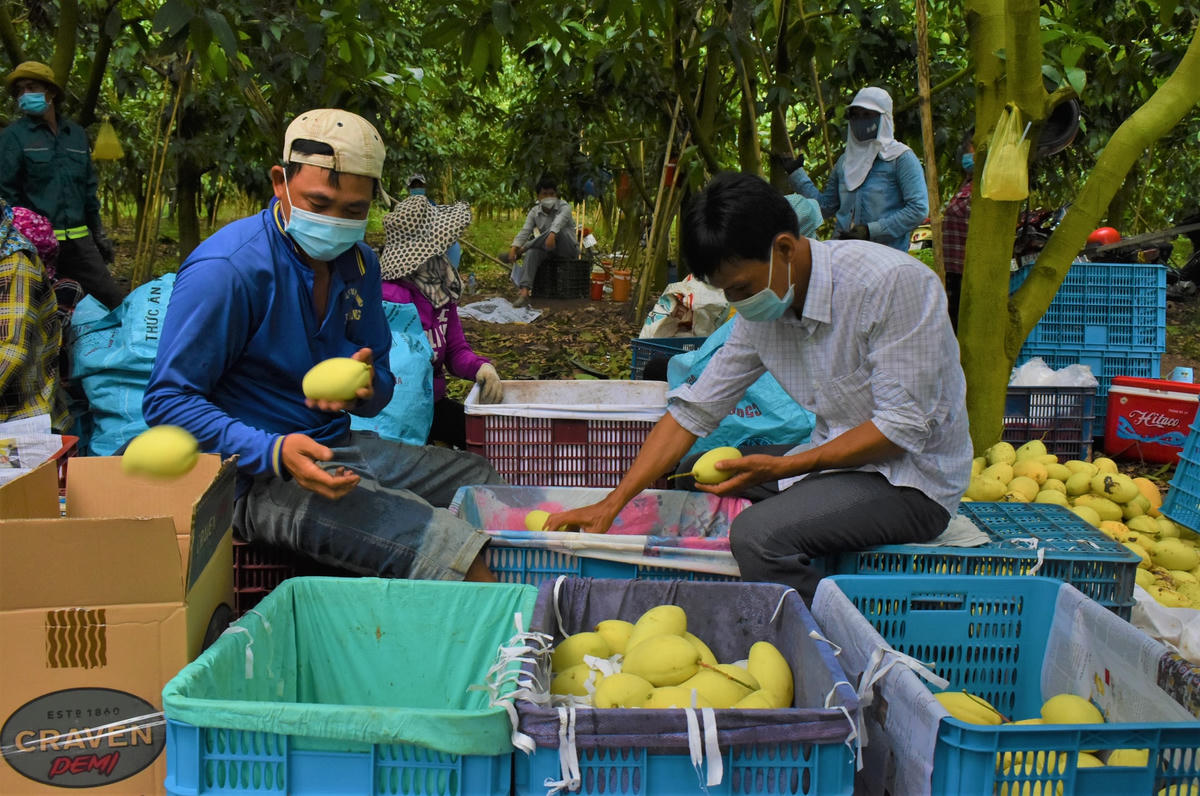 Giá xoài thấp kỉ lục so với nhưng năm trước đây nông dân tỉnh An Giang nhanh chống bán tháo để mong lấy lại chút vốn.