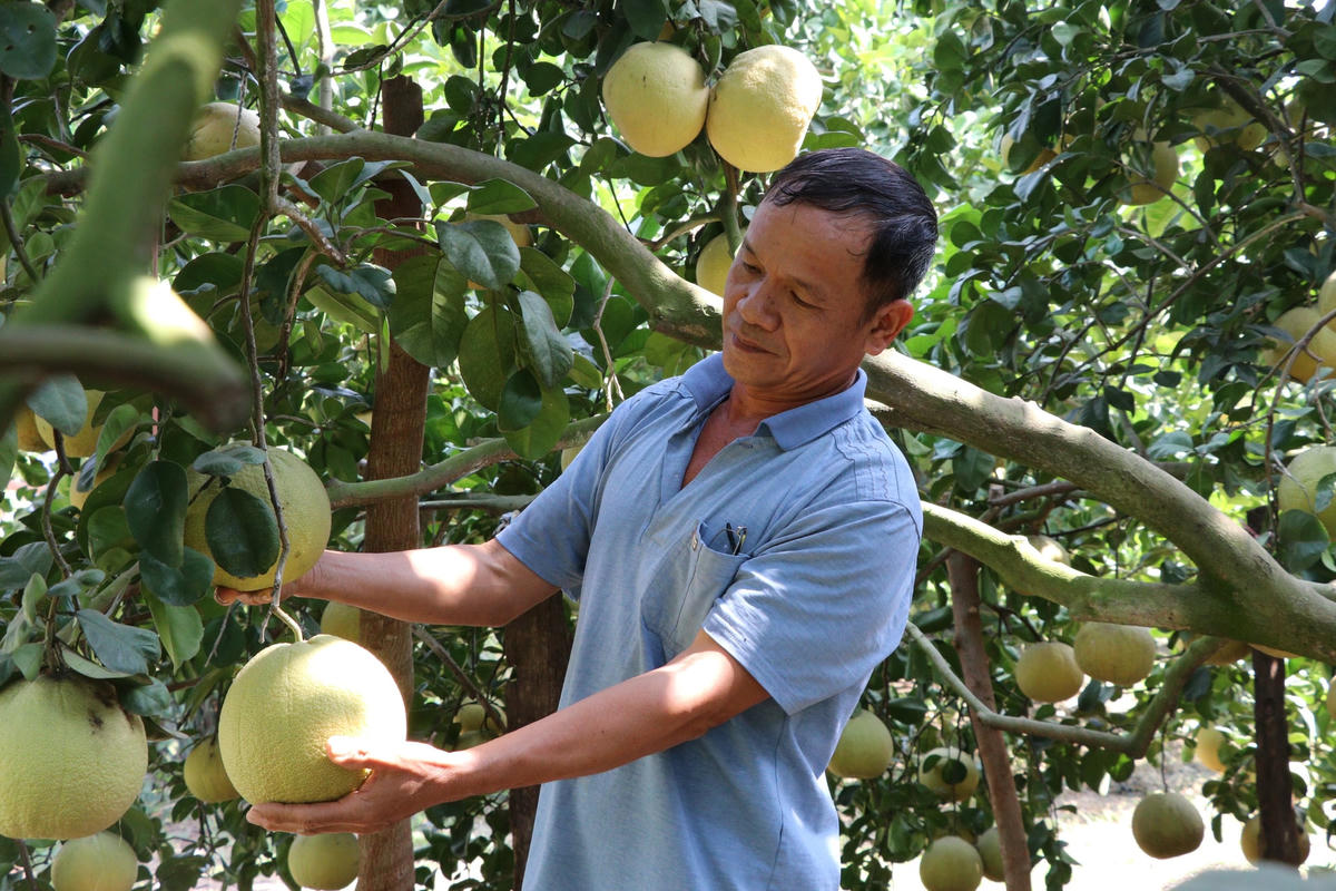 Vườn bưởi chín của nhà ông Nguyễn Doãn Hưng.