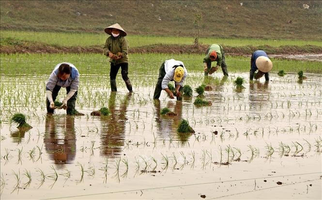 Đã có nước gieo cấy vụ đông-xuân.