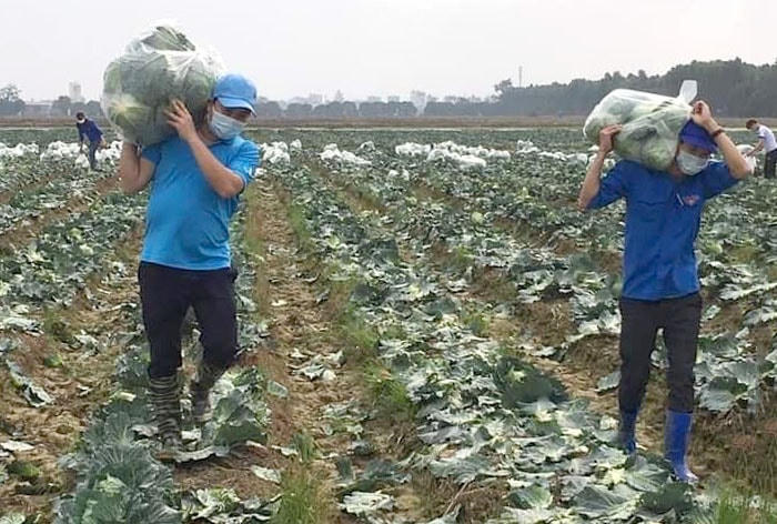 Đoàn viên thanh niên Thanh Miện giúp gia đình anh Trần Xuân Ái thu hoạch bắp cải. Nguồn: Báo Hải Dương.