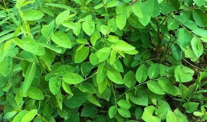 Tại sao bà bầu không nên ăn rau sam, đu đủ xanh?
