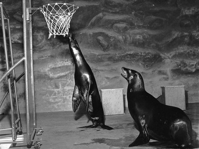 Hai chú hải cẩu cùng chơi bóng rổ trong vườn thú San Diego Zoo hồi năm 1950.  