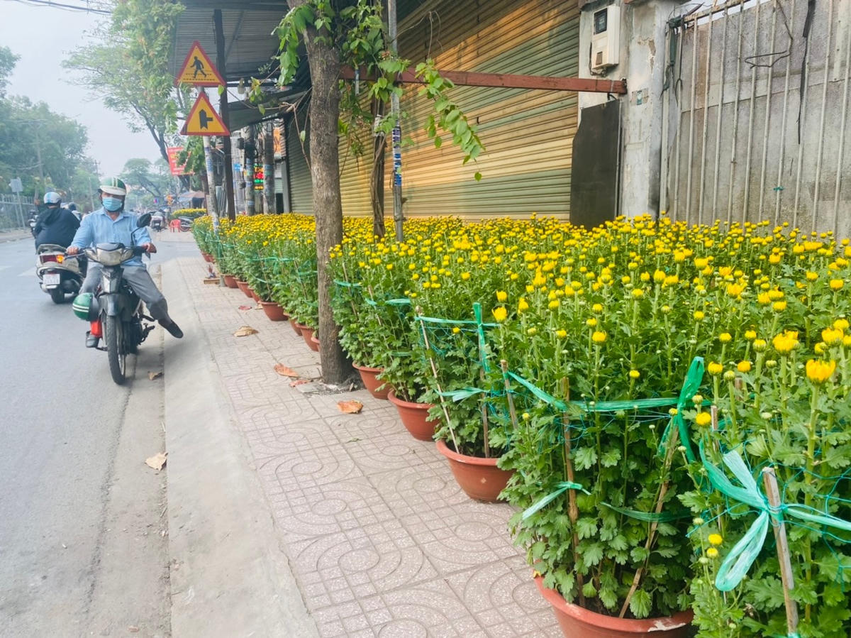 Cúc chân dài xuất hiện ở hầu khắp các tuyến đường từ trung tâm tới ngoại ô TP HCM thời gian này. Giá cả cũng dao động khá lớn, tùy theo nhu cầu của người dân.