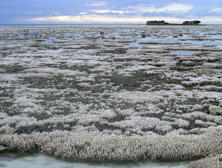 Tẩy trắng san hô lớn tại rạn san hô Great Barrier Reef, Úc, do biến đổi khí hậu.  