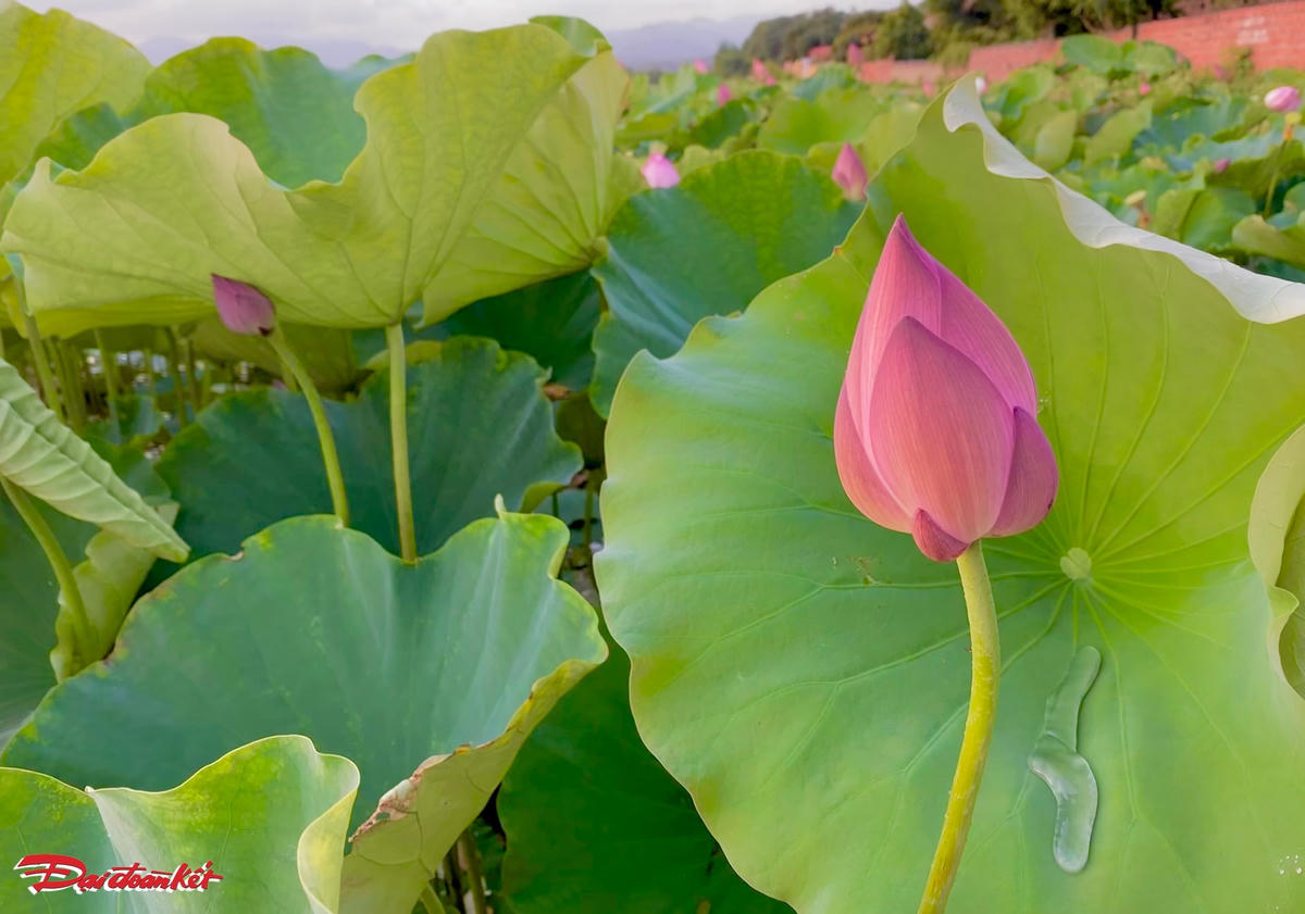 Ngỡ ngàng... sen Tràng An chớm nở đầu hạ