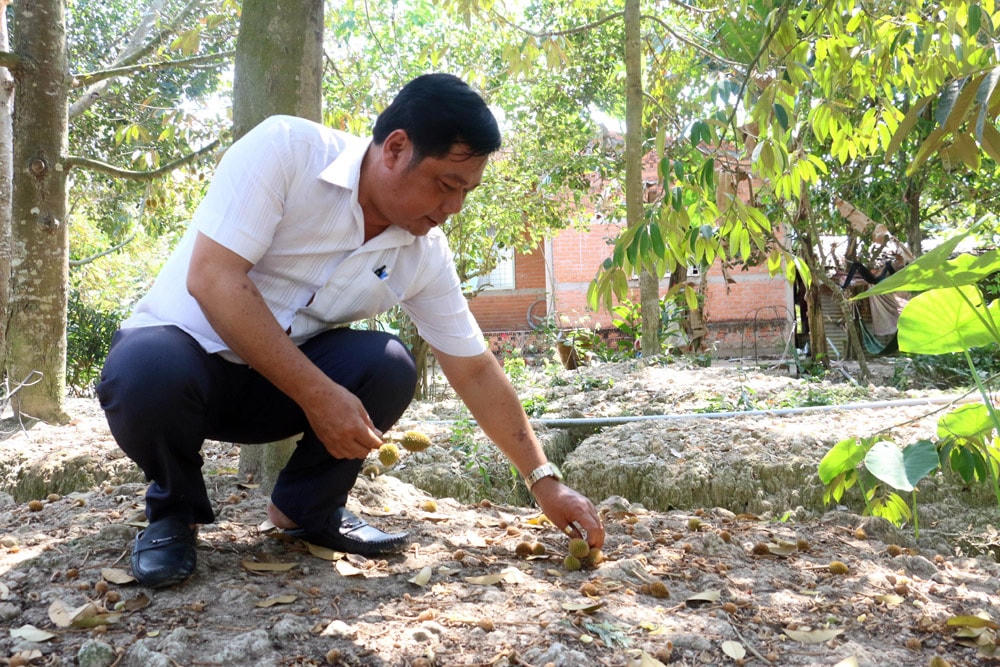 Hạn hán, xâm nhập mặn vừa qua đã làm cho nhiều vườn sầu riêng ở ĐBSCL bị hư hại nặng.
