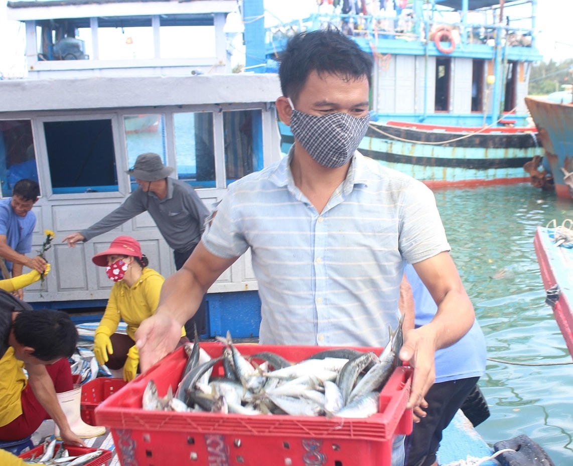 Ngư dân Quảng Nam cho biết cá nục chỉ còn 25 nghìn đồng/kg.