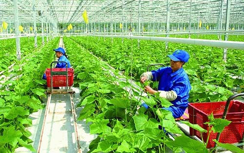 Hợp tác xã công nghệ cao được hưởng nhiều chính sách ưu tiên phát triển. Ảnh TL.