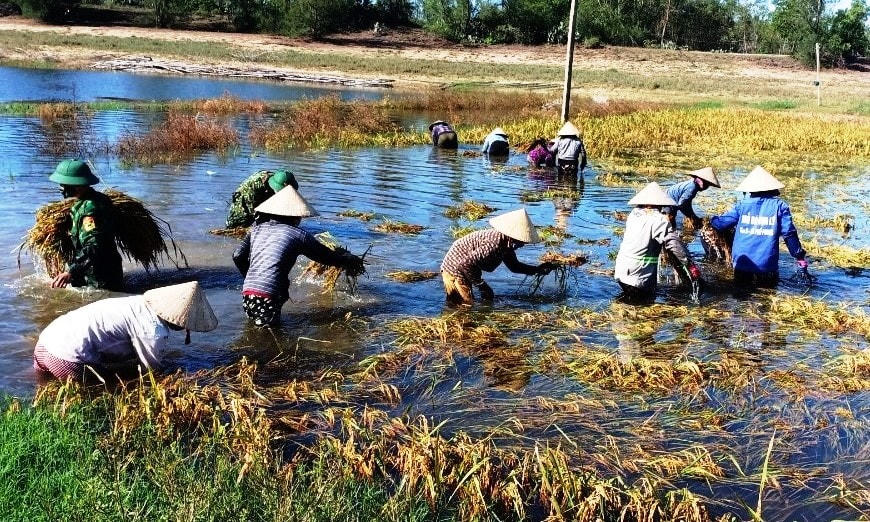 Bộ đội xuống đồng cùng hội, đoàn giúp dân gặt lúa.