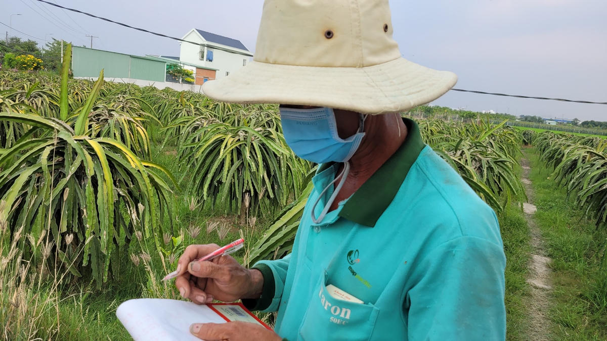 Sau khi tính toán, trừ các khoản chi phí nhiều nhà vườn thanh long lỗ từ vài chục cho tới cả trăm triệu đồng.