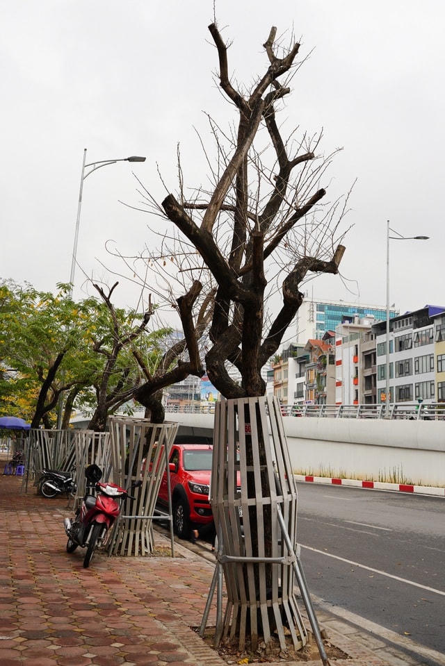 Cũng theo văn bản của Sở Xây dựng TP Hà Nội, đối với các trường hợp cây bị chết cần trồng thay thế, giao Ban QLDA phối hợp với nhà thầu thi công trồng thay thế bằng cây Giáng Hương để đồng bộ với hiện trạng cây Sưa sau dịch chuyển.