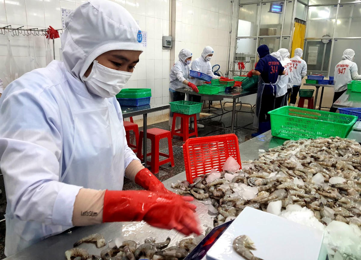 Công ty TNHH MTV Chế biến thuỷ sản xuất khẩu Thiên Phú: Tiếp sức cho người nuôi tôm