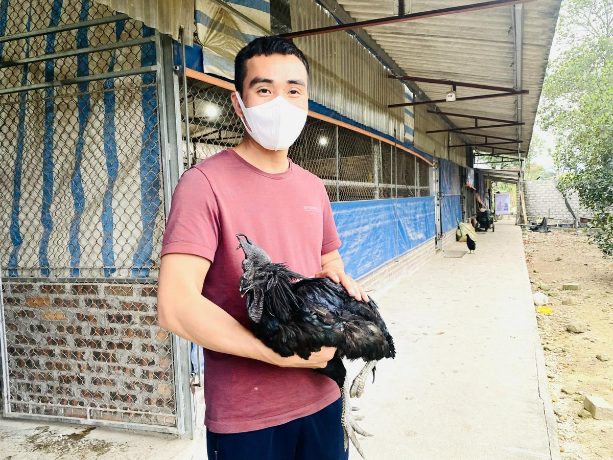 Mỗi ngày, anh Duy dành tâm huyết để chăm sóc tỉ mỉ hàng ngàn con gà "mặt quỷ".