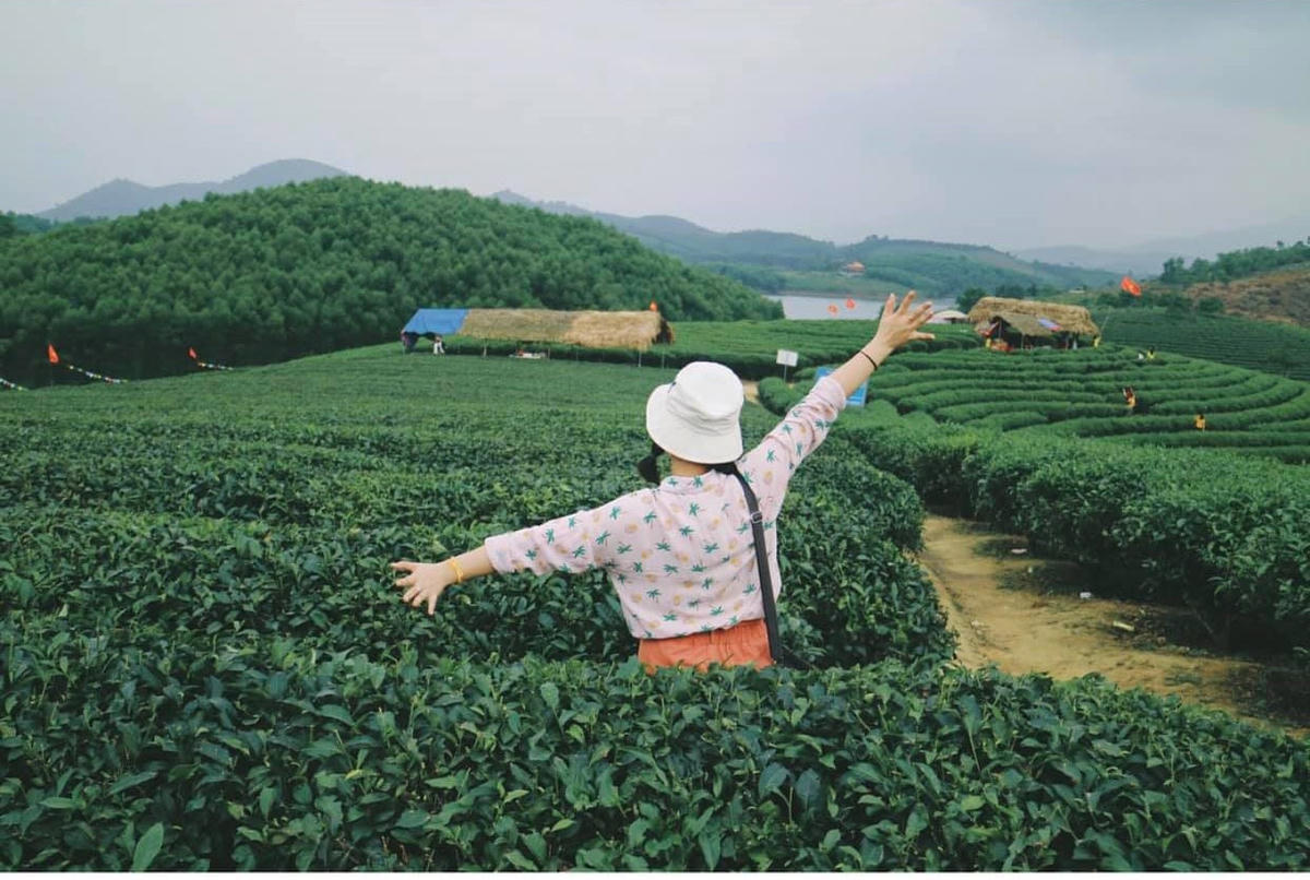 Đảo chè Thanh Cương bạt ngàn sắc xanh, thoải mái kỳ lạ! (Ảnh: @linlindayne).