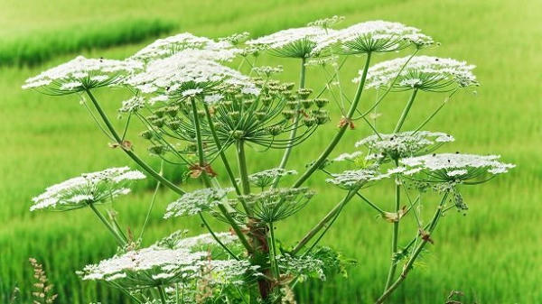 Ngò tây khổng lồ (Heracleum mantegazzianum) gây độc cho các loài động vật theo hình thức quang độc tính. Hóa chất do cây tiết ra khi tiếp xúc với da và phản ứng với ánh sáng mặt trời sẽ gây bỏng.