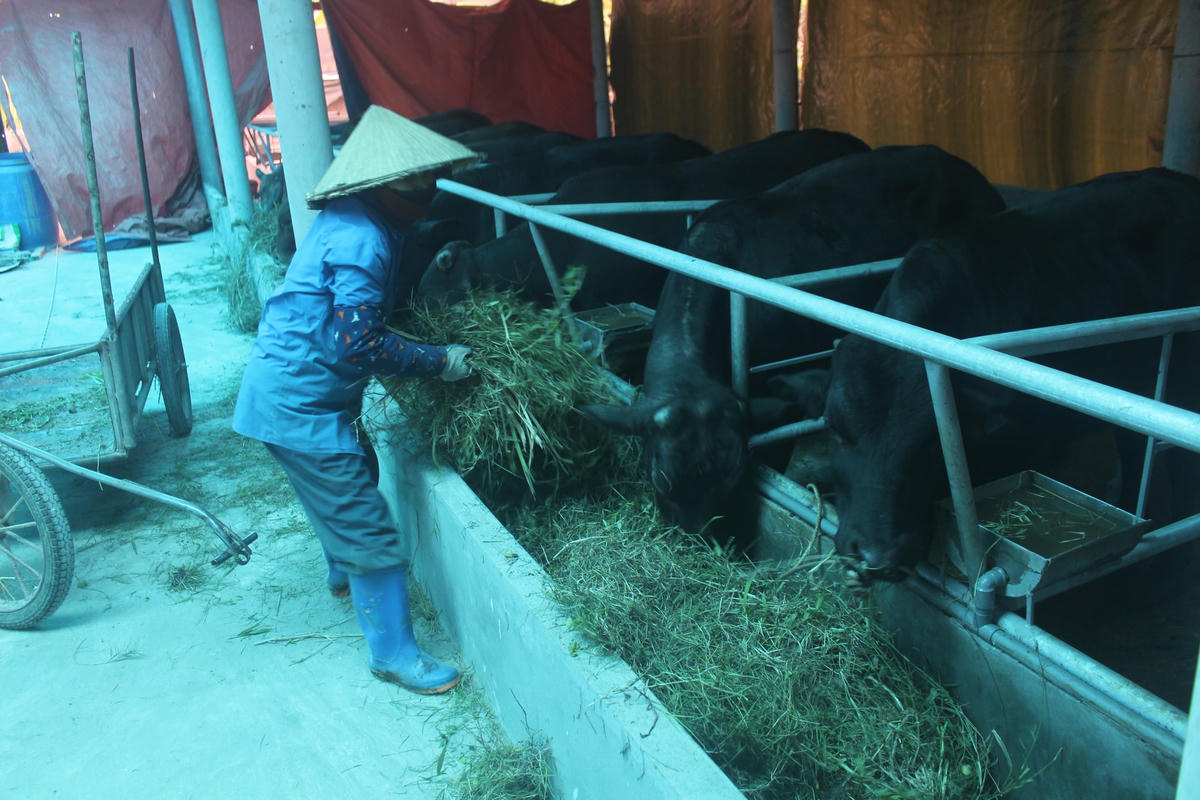 Bệnh viêm da nổi cục trên trâu, bò là bệnh do virus gây ra, lây truyền chủ yếu qua côn trùng đốt