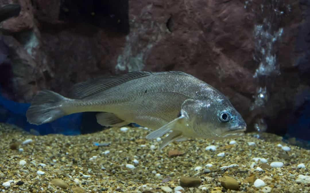 Cá croaker được đặt tên một cách khéo léo vì nó có thể tạo ra tiếng kêu kỳ lạ, âm thanh này được tạo ra bởi các túi khí rung động bên trong cơ thể chúng.  