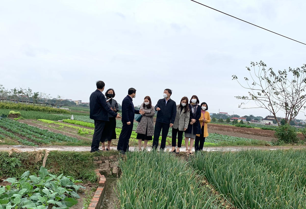 Các đại biểu thăm quan mô hình trồng rau tại  xã Tiền Phong.