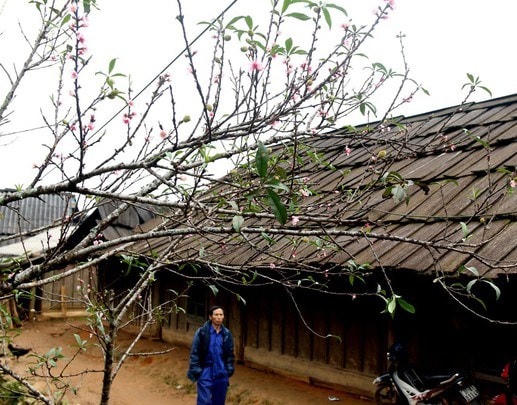 Cây đào đá ở miền Tây Xứ Nghệ