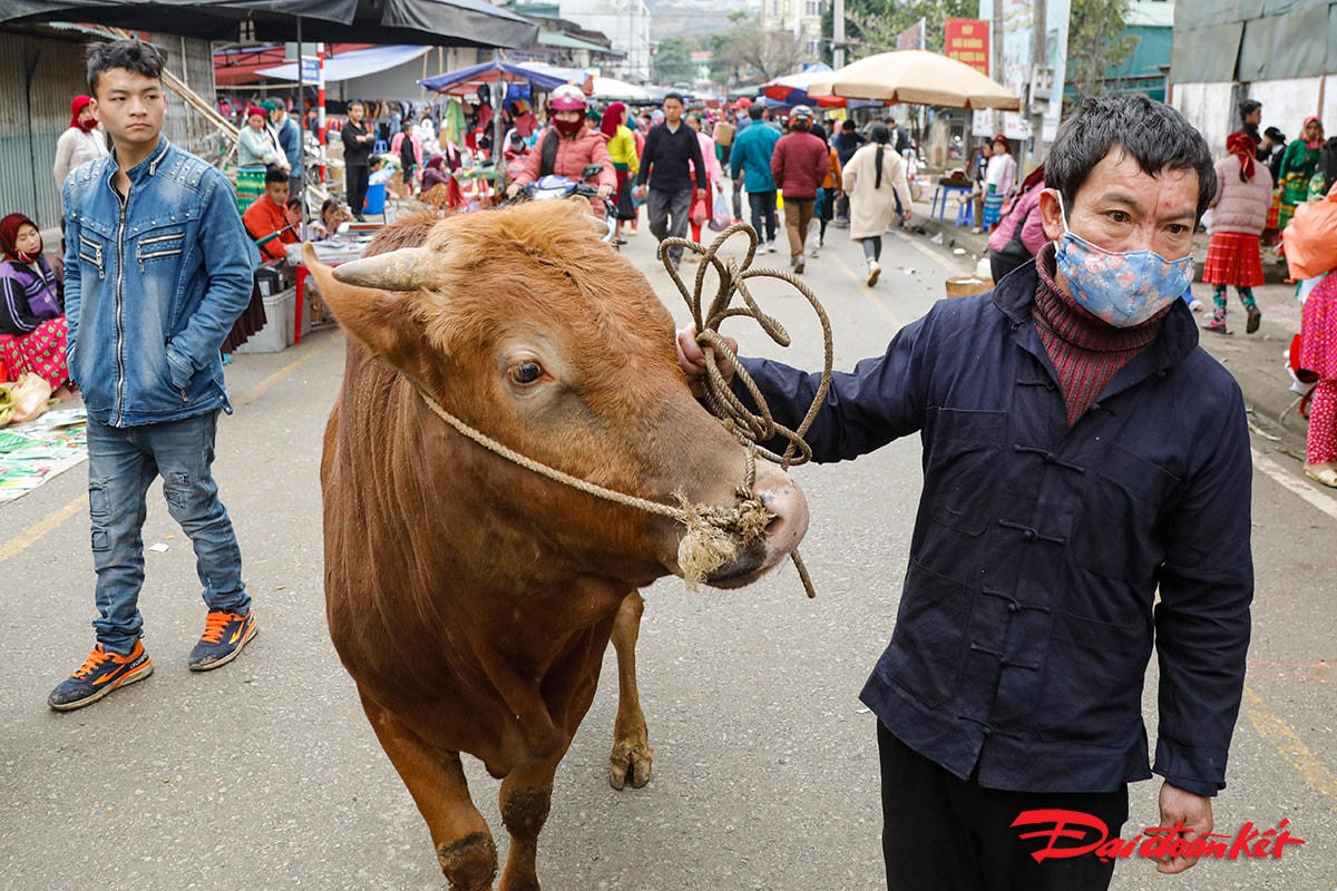 Người dân dắt bò về nhà sau khi đã chọn mua được con bò ưng ý.