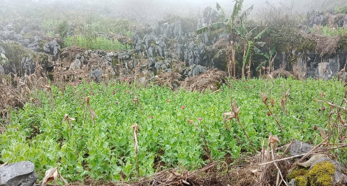 Khu vực thung lũng núi đá - nơi phát hiện 8.010 cây thuốc phiện ở xã Khánh Xuân (huyện Bảo Lạc, Cao Bằng). (Ảnh công an cung cấp).