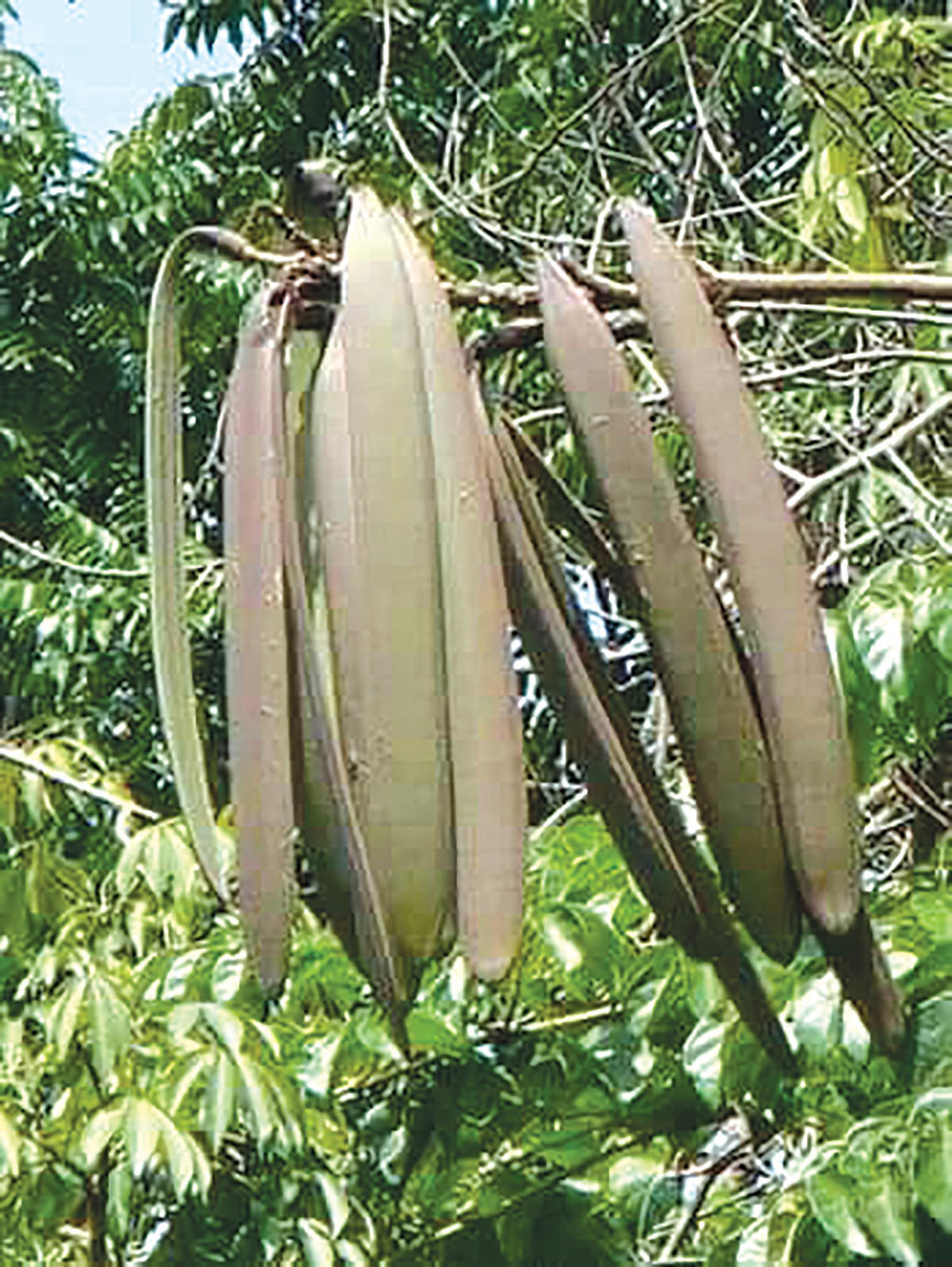 Nộm núc nác