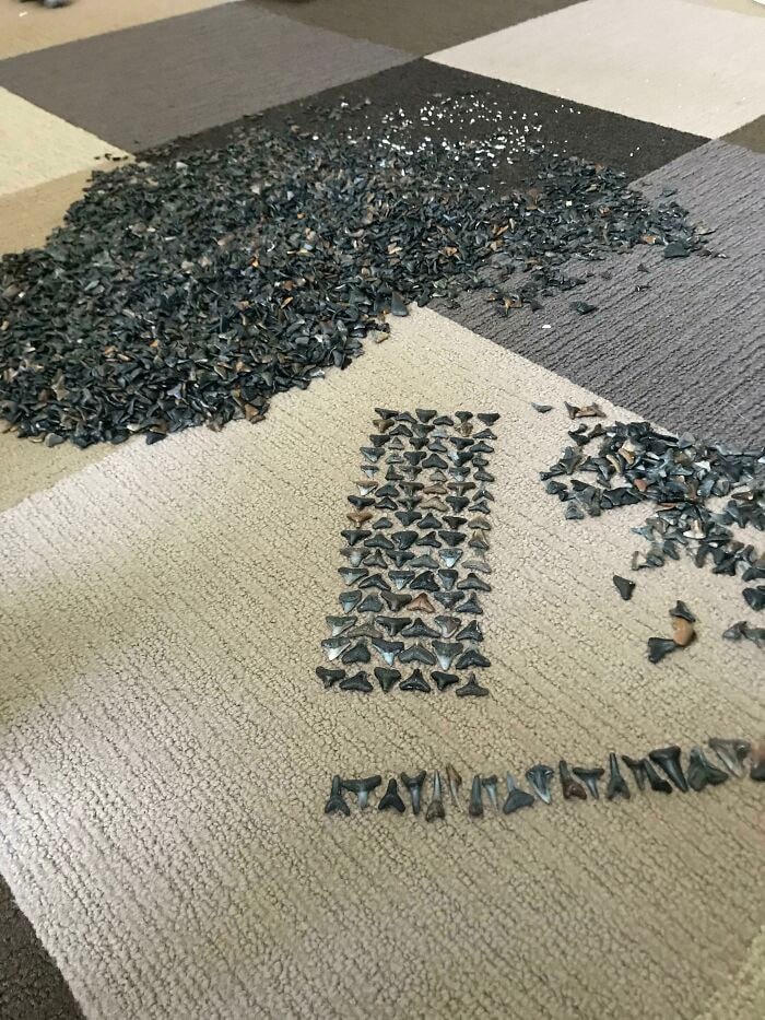 Bộ sưu tập răng cá mập.  