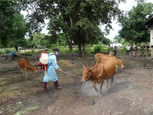 Sát khuẩn cho đàn bò, phòng chống lở mồm long móng.