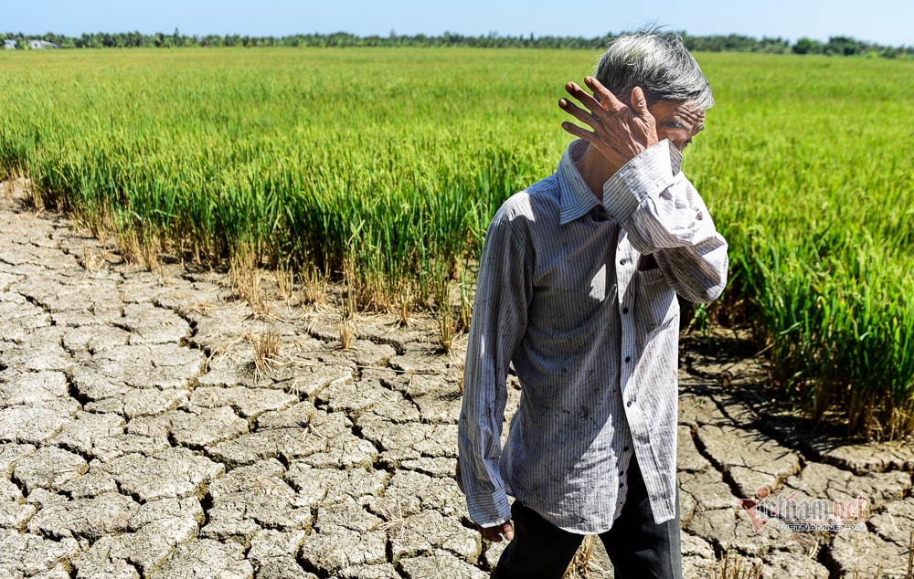 Nắng nóng kéo dài, đồng khô, lúa chết.