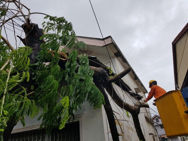 Một số cây lớn bị gãy.