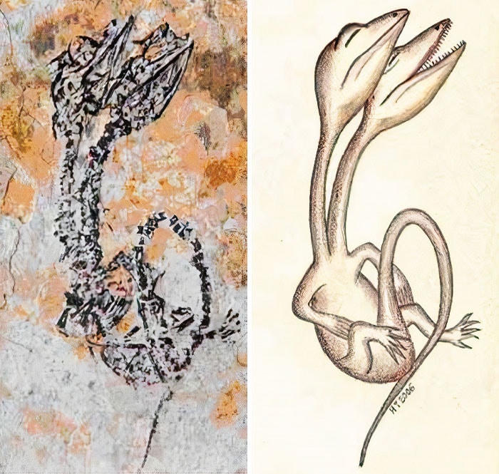 [ẢNH] Những bộ hóa thạch khiến bạn phải kinh ngạc