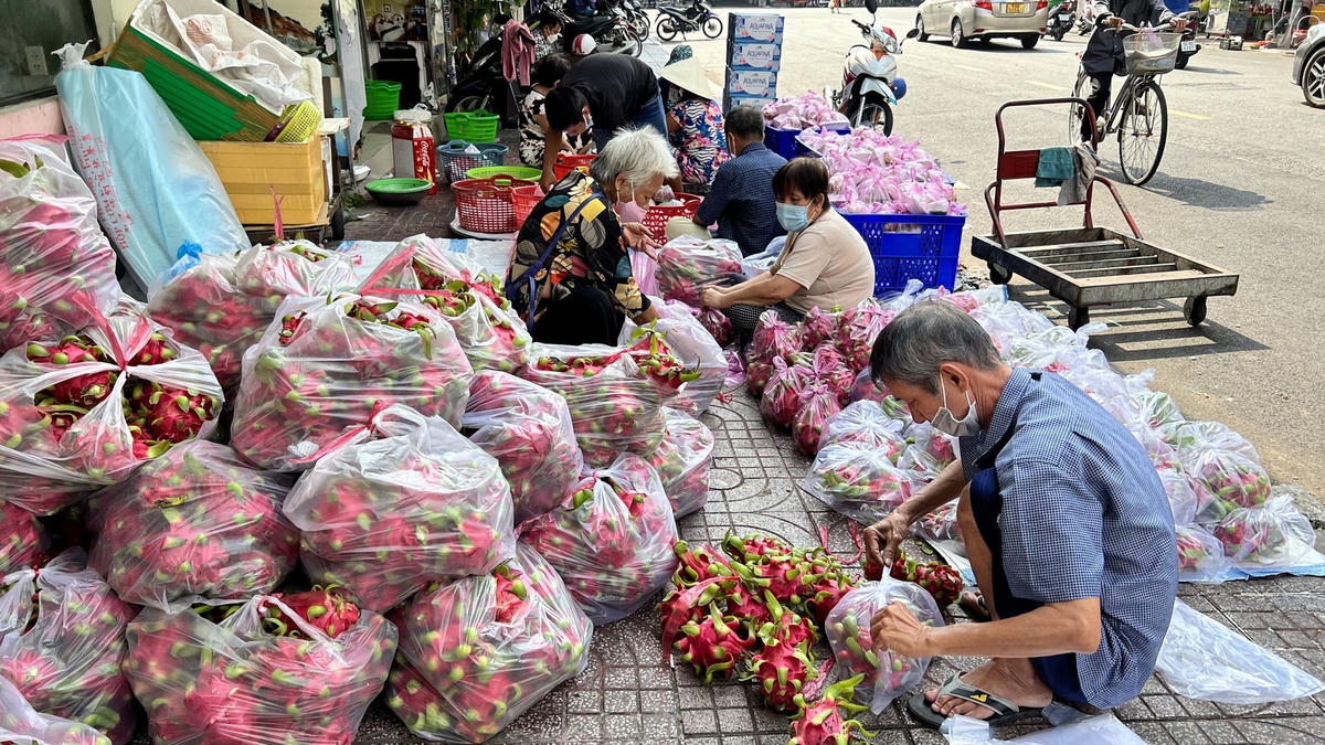 Thanh long được vận chuyển về TP HCM, phân loại thành các bịch 10 ký lô.