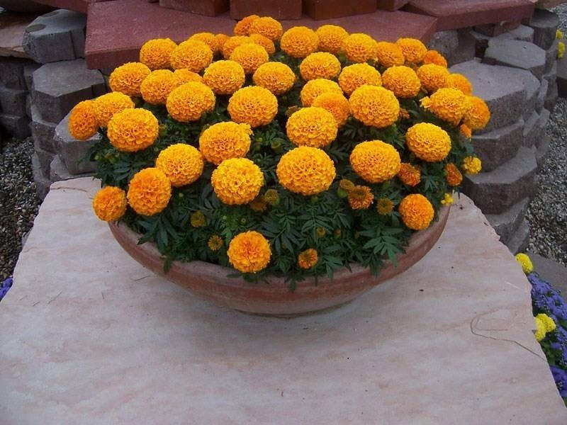 Hoa cúc vạn thọ có màu vàng ấm áp và tươi lâu.