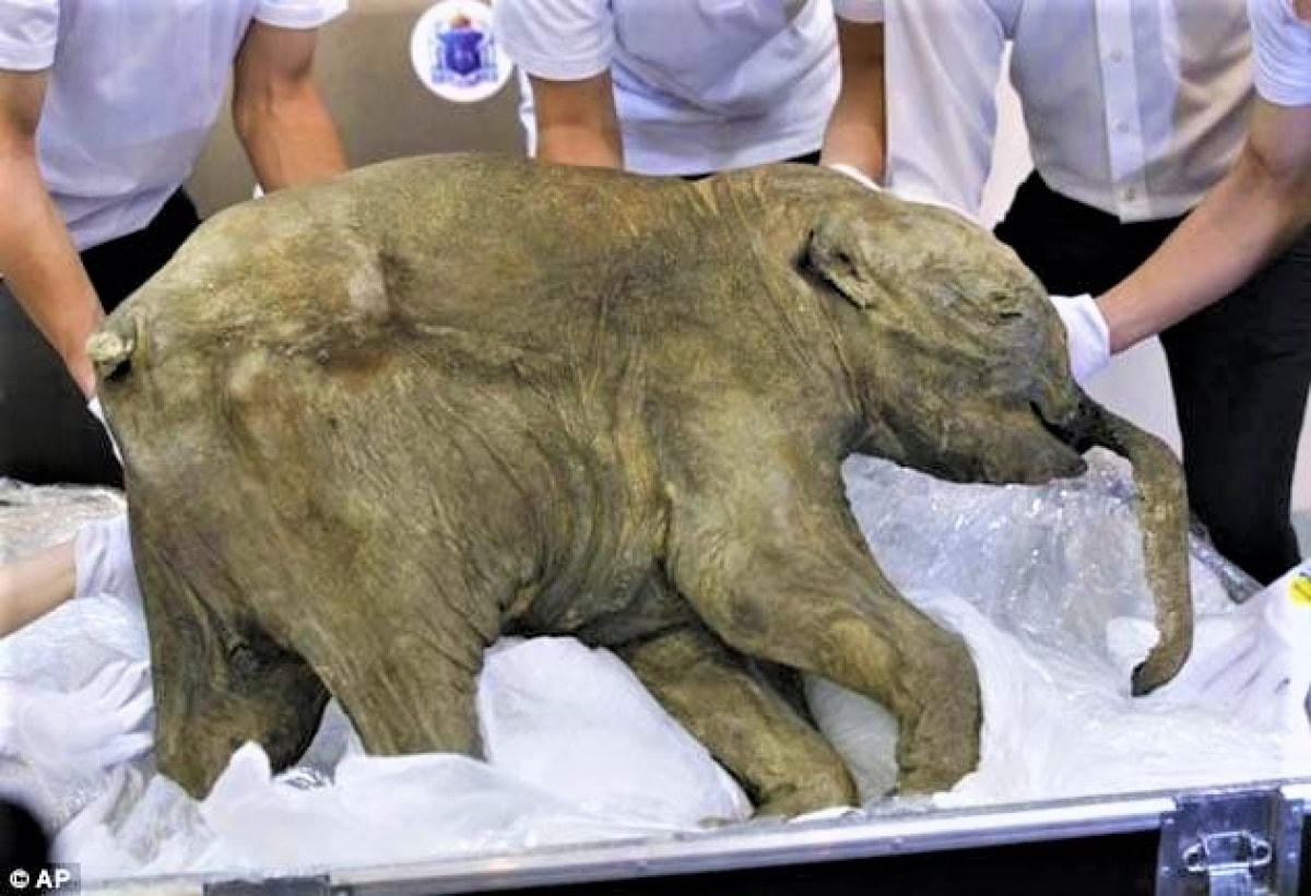 Các nhà khoa học hy vọng sẽ hồi sinh một số động vật tuyệt chủng vào cuối thập kỷ 2020. Nguồn: listverse.