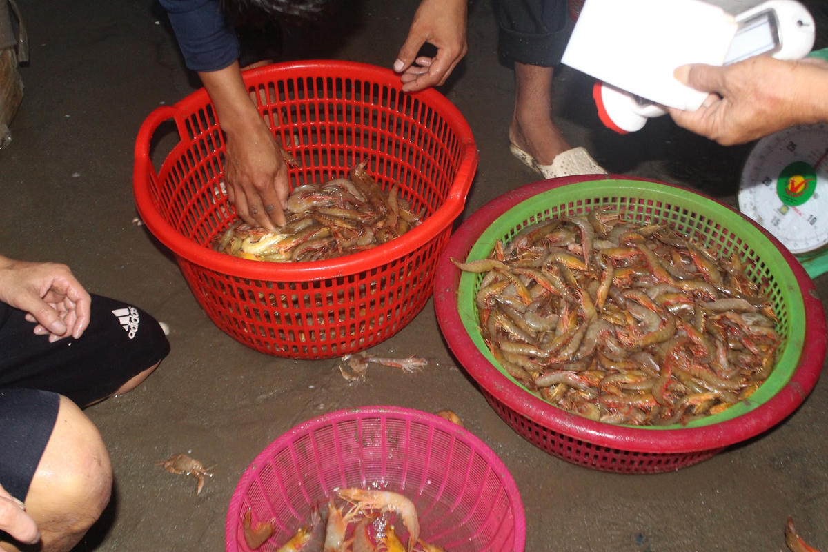 Tôm bột, tôm sắt, tôm sú loại nhỏ có giá 200 nghìn/1kg, loại lớn hơn thì lên tới 400 nghìn/1kg.