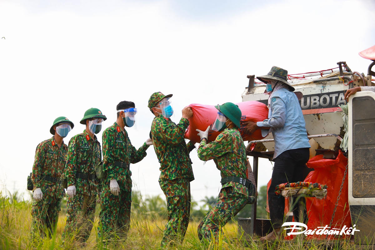 Giữa lúc thời tiết nắng nóng nhưng các chiến sĩ vẫn tích cực thu hoạch giúp bà con.