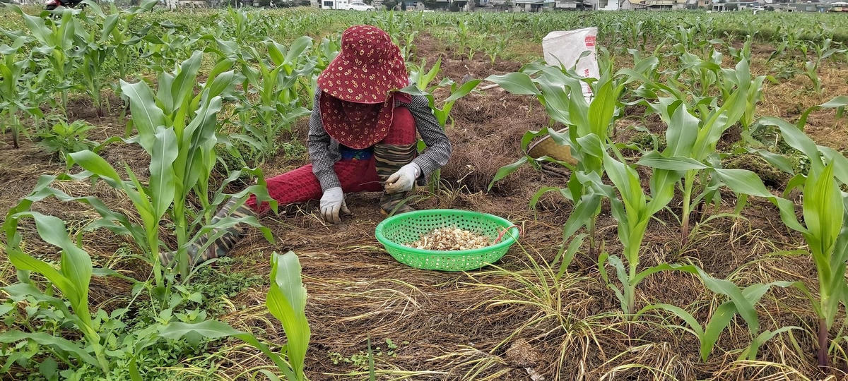 Trong khi đó, chị Uyên cho biết, hơn 1 tháng nay , 1 sào hành tăm của gia đình chưa thu hoạch xong vì không có đầu ra.