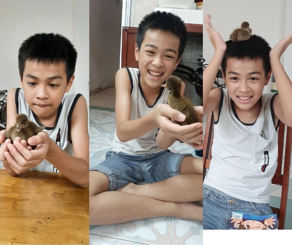 Từ ngày có vịt chơi cùng, con trai của Huỳnh Ngân không còn thích xem tivi nữa và coi vịt như người bạn thân thiết Ảnh: NVCC
