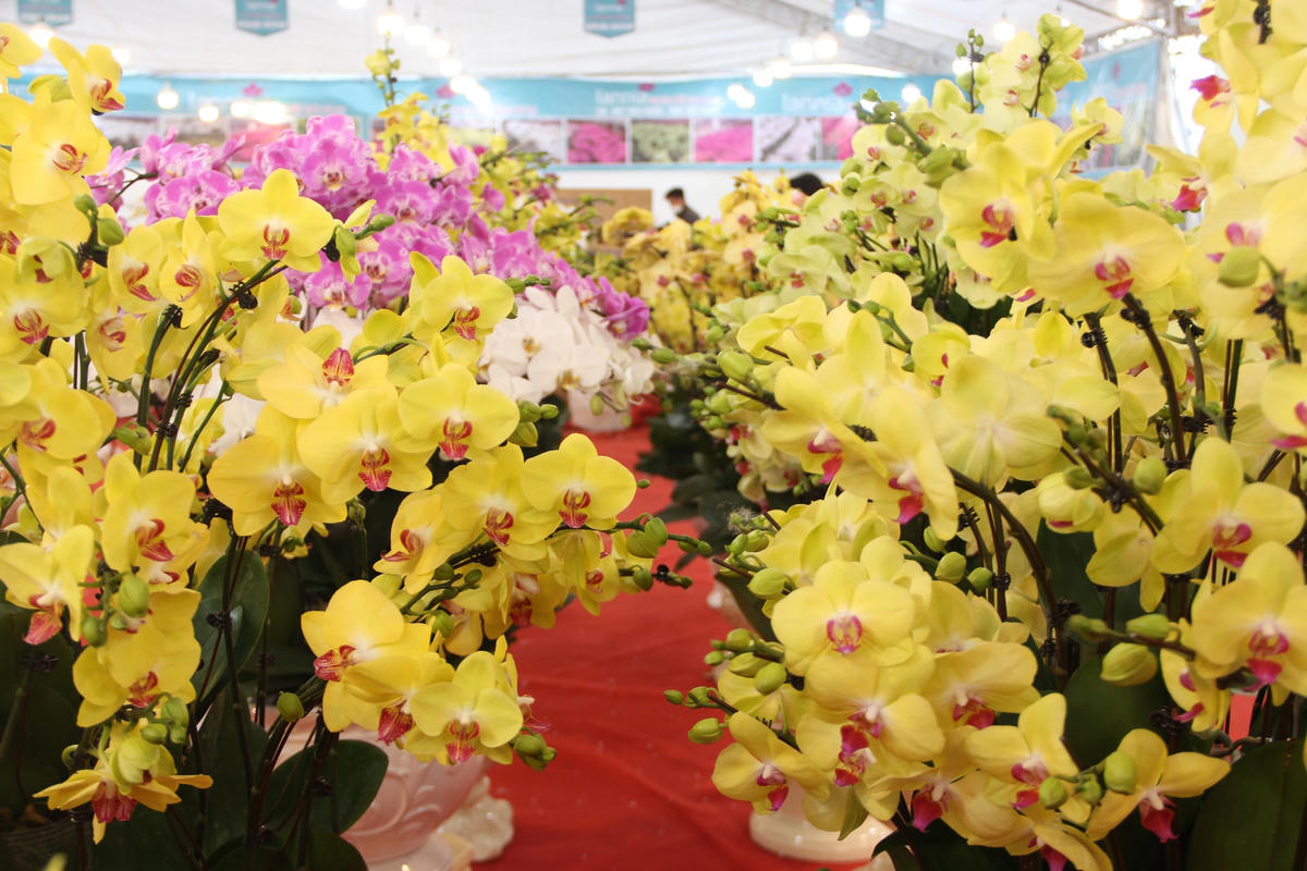 Trung bình giá mỗi mỗi cây hoa hồ điệp Đà Lạt dao động từ 110.000- 300.000 đồngCòn mỗi chậu hoa lan hồ điệp Đà Lạt có mức giá giao động từ 5 - 250 triệu đồng tùy thuộc vào số lượng cành hoa trên chậu.Chậu hoa hồ điệp có thế "cóc ngậm kim tiền" mang ý nghĩa thu hút tiền tài cho gia chủ, có mức giá cao ngất ngưởng - 250 triệu đồng.Ngoài cắm trên chậu thì hoa lan được cắm trên những thân gỗ mang tính nghệ thuật.Theo anh Hòa, một thợ cắm hoa cho biết: Để cắm hoàn thiện một chậu hoa 100 cành thường mất thời gian 2-3 giờ đồng hồ. Khách hàng có thể mua chậu lan đã cắm sẵn hoặc đặt hàng, đưa chậu đến yêu cầu nghệ nhân cắm theo ý thích của mình.Nếu được chăm sóc đúng cách hoa lan sẽ chơi được khoảng 2-3 tháng.