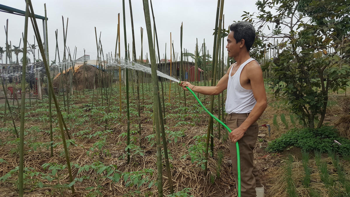 Trải qua mùa cà chua thất bát nhưng cha con ông Nguyễn Thế Cường ở xóm 1, xã Nam Điền (huyện Nghĩa Hưng-Nam Định) vẫn không quên chăm sóc cho lứa cà chua mới. Bởi, theo ông, làm nông dân mà không trồng cấy thì lấy gì thu, lấy gì sống.