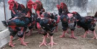 Gà Đông Tảo cho giá trị kinh tế cao.