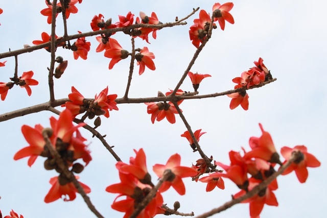 Những cành hoa gạo khẳng khiu, gầy guộc nhưng phủ kín hoa.  
