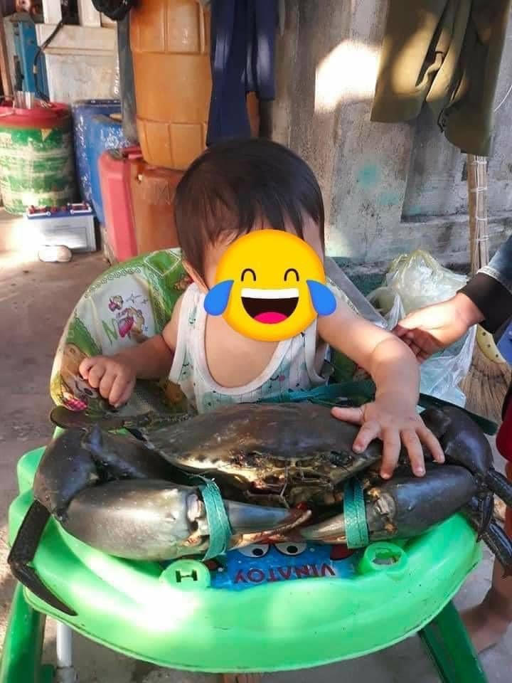 Hình ảnh chú cua tự nhiên "siêu to khổng lồ" nặng 7 kg.