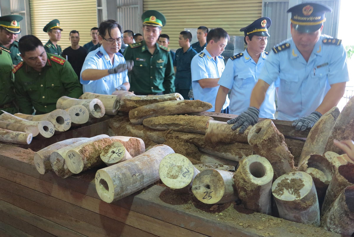 Lô hàng 6,2 tấn vẩy tê tê, 456 kg ngày voi nhập lậu qua cảng Tiên Sa (Đà Nẵng) được chuyên gia WCS nhận định, tương đương 50 triệu USD. Ảnh: Hải quan Đà Nẵng.